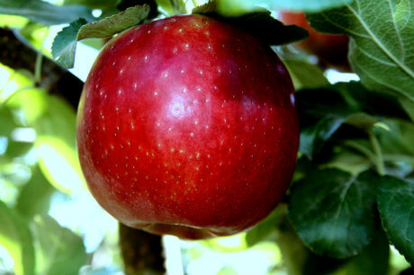 Meet the Cosmic Crisp, Washington's own “perfect apple”