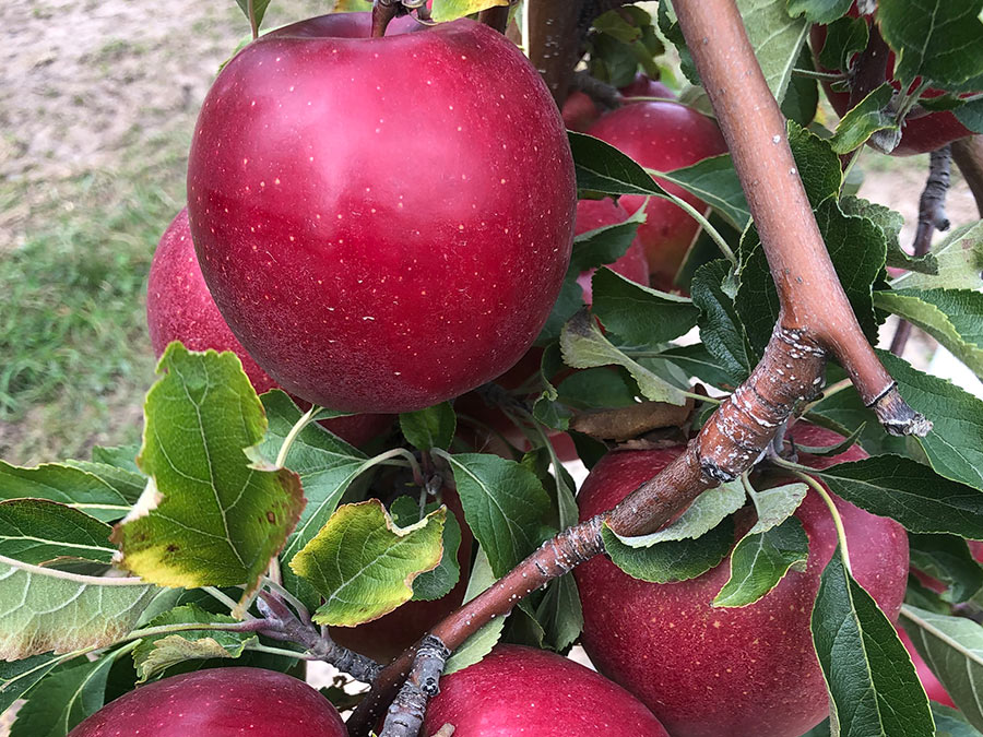 RubyFrost® - New York Apple Association