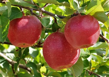Kudos from U: New Minnesota apple variety is cross between Honeycrisp,  Zestar