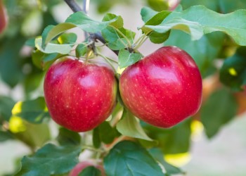 Honeycrisp apple on B118 — Sylvaticaforestfarm