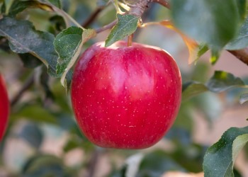 Honeycrisp apple on B118 — Sylvaticaforestfarm