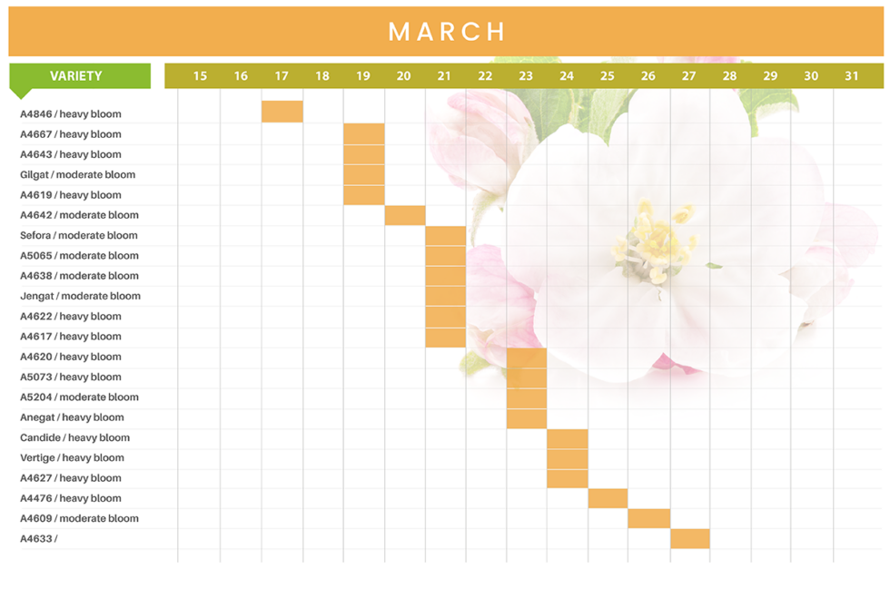 Apricot Bloom Chart | PVM