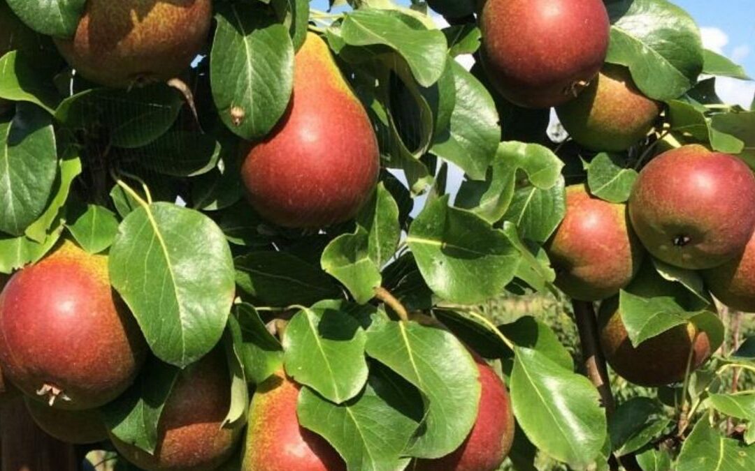 PVM to represent Celina cv. Pear in the United States