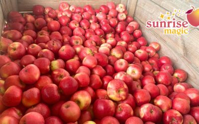 Sunrise Magic® Makes a Promising Debut in 2025