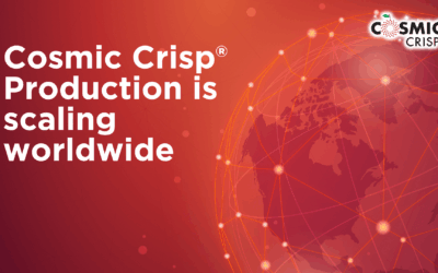 Cosmic Crisp® production is scaling worldwide